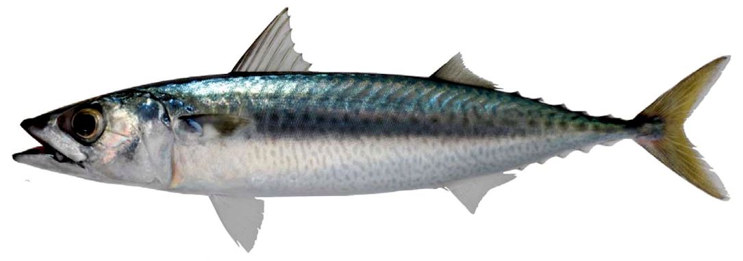 Scomber colias_07.jpg